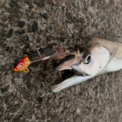 新年あけまして、タチウオ釣れました。