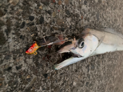 新年あけまして、タチウオ釣れました。