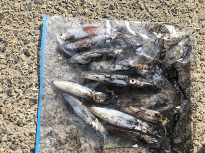 親父たちの釣行　明石編