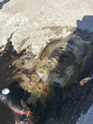 鹿児島帰省でアオリイカ  GET!