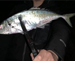 磯アジングにてデカアジ