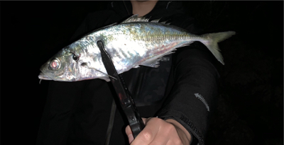 磯アジングにてデカアジ