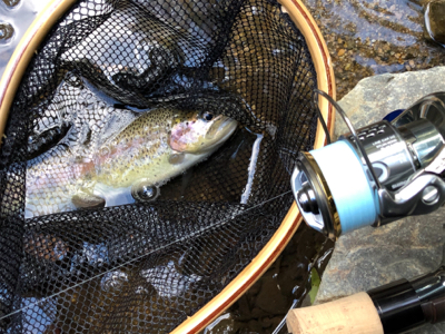 ネイティブトラウト