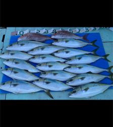 加太に鯛釣りに