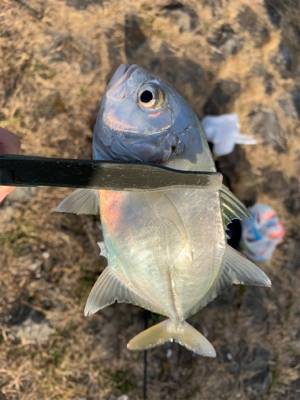 紀ノ川→食品コンビナート