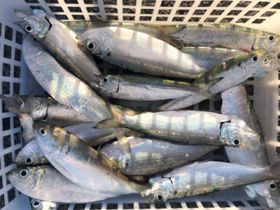 サッパとコハダ