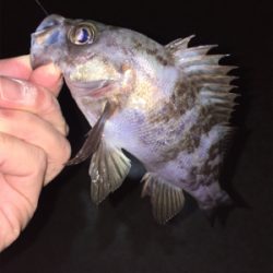 初釣りメバリング