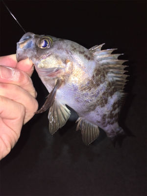 初釣りメバリング