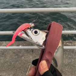 正月3日目、何とか1本