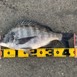 元日 エビ撒き釣行