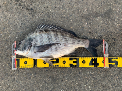 元日 エビ撒き釣行