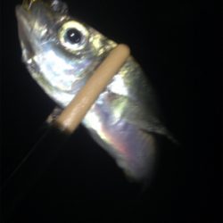 垂水漁港でアジング