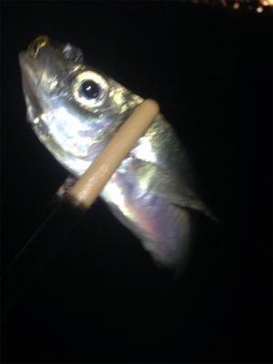 垂水漁港でアジング