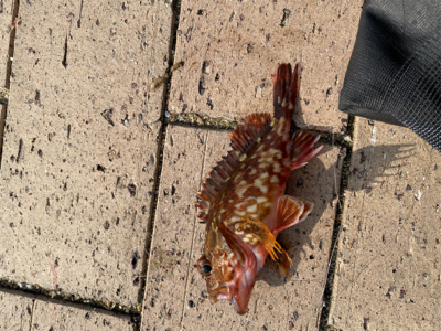 狩留家海浜公園