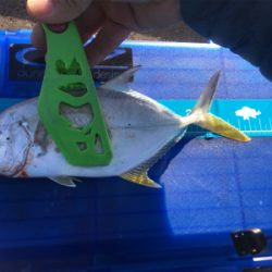 初釣行（やり直しw）