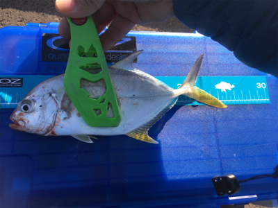 初釣行（やり直しw）