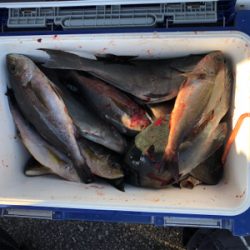 室戸離岸堤にてフカセ