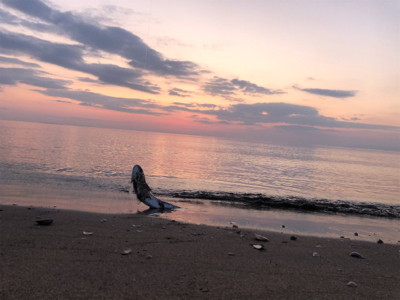 サーフ釣果(ボラだらけ)