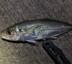 年明けアジング