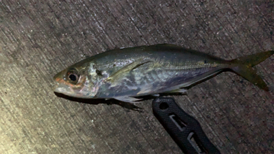 年明けアジング