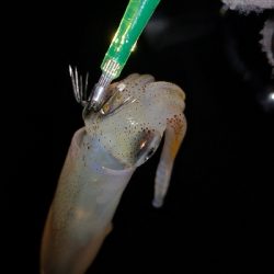 アジング練習 92