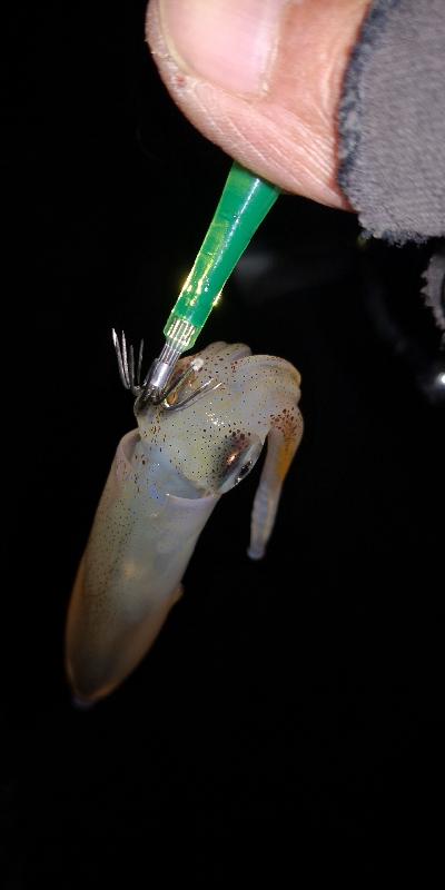 アジング練習 92