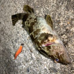 タケノコメバル①