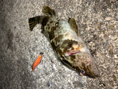 タケノコメバル①