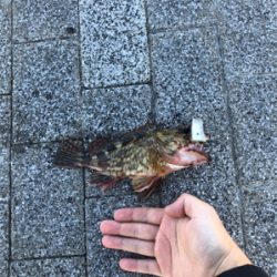 天保山 / ぶっこみ / ガシラ2匹