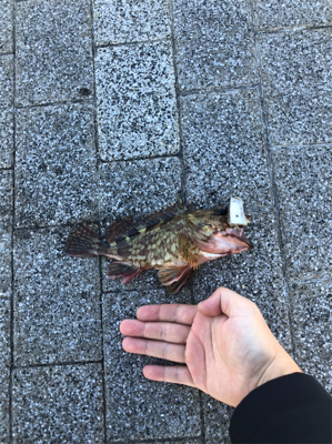 天保山 / ぶっこみ / ガシラ2匹