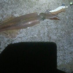 令和2年　初釣行！