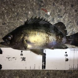 新春メバリング