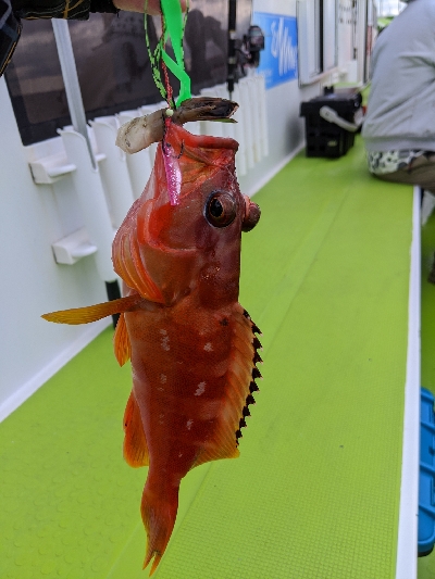 タイラバ ･ 船釣り初め