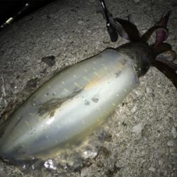 佐賀関半島がアツイです！！