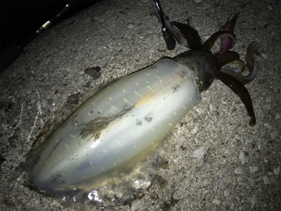 佐賀関半島がアツイです！！