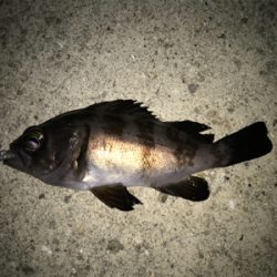 2020初釣りライトゲーム