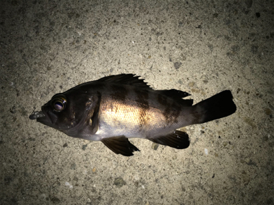 2020初釣りライトゲーム