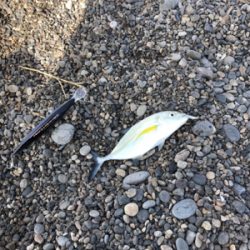 今回もナブラ攻略できず