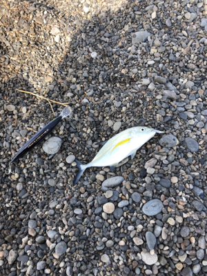 今回もナブラ攻略できず