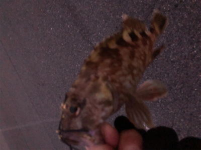 2020初フィッシュ❗️