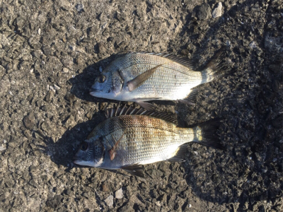 2020年 釣り初め チヌ釣り