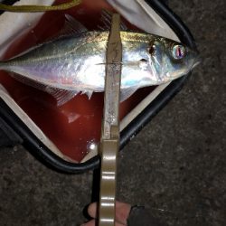 アジング練習 93