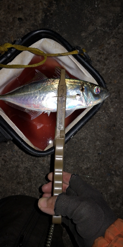 アジング練習  93