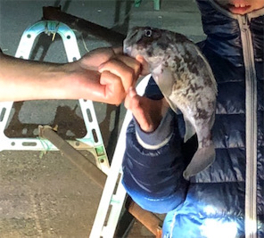 夕方底物うようよ