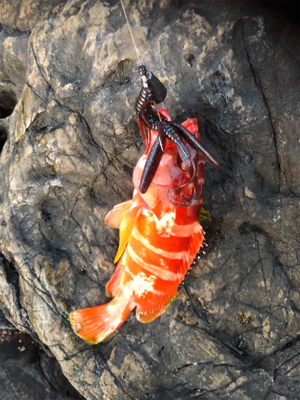 フカセリベンジ