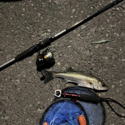 シーバス誕生日釣行