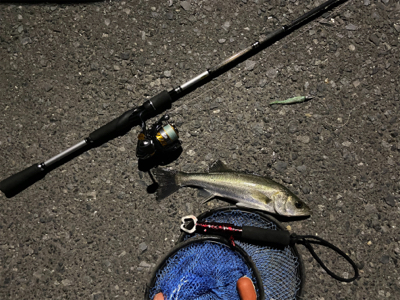 シーバス誕生日釣行