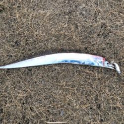 タチウオまだいける