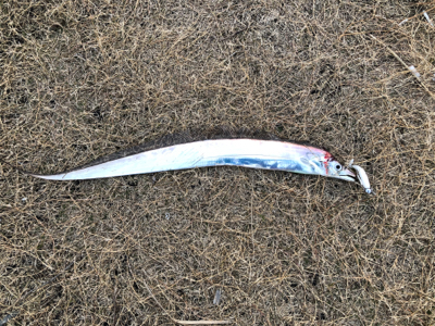 タチウオまだいける