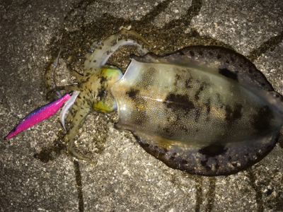 潮の変化のタイミングを狙うと良いです。